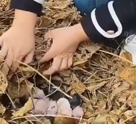 Part2 Animals Rescue #dogrescue #rescuedog #dogsofttiktok #foryoupage #foryou #dogs