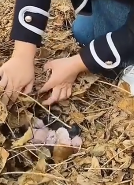 Part2 Animals Rescue #dogrescue #rescuedog #dogsofttiktok #foryoupage #foryou #dogs