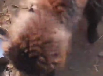 Part2 Animals Rescue #dogrescue #rescuedog #dogsofttiktok #foryoupage #foryou #dogs