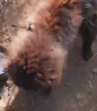 Part2 Animals Rescue #dogrescue #rescuedog #dogsofttiktok #foryoupage #foryou #dogs