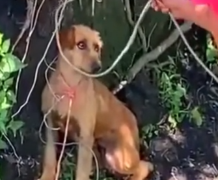 Part2 Animals Rescue #dogrescue #rescuedog #dogsofttiktok #foryoupage #foryou #dogs