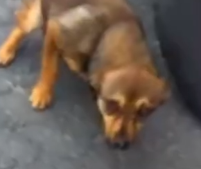 Part2 Animals Rescue #dogrescue #rescuedog #dogsofttiktok #foryoupage #foryou #dogs