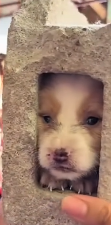 Part2 Animals Rescue #dogrescue #rescuedog #dogsofttiktok #foryoupage #foryou #dogs