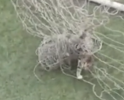 Part2 Animals Rescue #dogrescue #rescuedog #dogsofttiktok #foryoupage #foryou #dogs