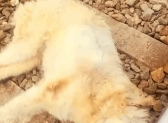 Part2 Animals Rescue #dogrescue #rescuedog #dogsofttiktok #foryoupage #foryou #dogs