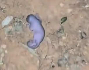 Part2 Animals Rescue #dogrescue #rescuedog #dogsofttiktok #foryoupage #foryou #dogs