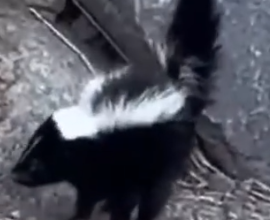 Part2 Animals Rescue #dogrescue #rescuedog #dogsofttiktok #foryoupage #foryou #dogs