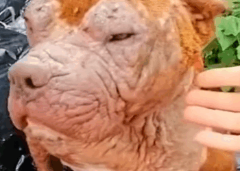 Part2 Animals Rescue #dogrescue #rescuedog #dogsofttiktok #foryoupage #foryou #dogs