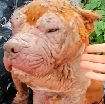 Part2 Animals Rescue #dogrescue #rescuedog #dogsofttiktok #foryoupage #foryou #dogs