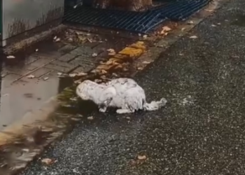 Part2 Animals Rescue #dogrescue #rescuedog #dogsofttiktok #foryoupage #foryou #dogs