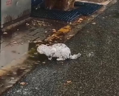 Part2 Animals Rescue #dogrescue #rescuedog #dogsofttiktok #foryoupage #foryou #dogs