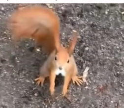 Part2 Animals Rescue #dogrescue #rescuedog #dogsofttiktok #foryoupage #foryou #dogs