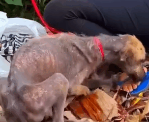 Part2 Animals Rescue #dogrescue #rescuedog #dogsofttiktok #foryoupage #foryou #dogs