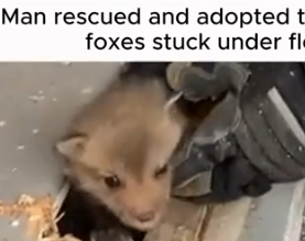 Part2 Animals Rescue #dogrescue #rescuedog #dogsofttiktok #foryoupage #foryou #dogs