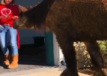 Part2 Animals Rescue #dogrescue #rescuedog #dogsofttiktok #foryoupage #foryou #dogs