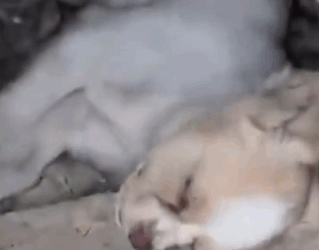 Part2 Watch the full video here:https://shelterus.nataviguides.com/?p=10589