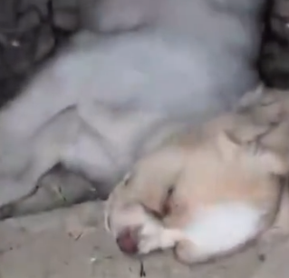 Part2 Watch the full video here:https://shelterus.nataviguides.com/?p=10589