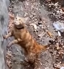 Part2 Animals Rescue #dogrescue #rescuedog #dogsofttiktok #foryoupage #foryou #dogs