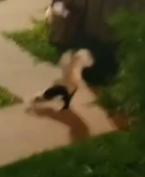 Part2 Animals Rescue #dogrescue #rescuedog #dogsofttiktok #foryoupage #foryou #dogs