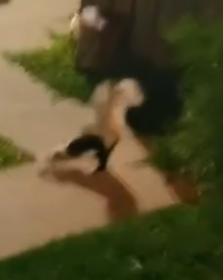 Part2 Animals Rescue #dogrescue #rescuedog #dogsofttiktok #foryoupage #foryou #dogs