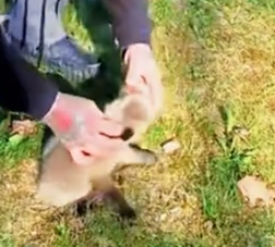 Part2 Animals Rescue #dogrescue #rescuedog #dogsofttiktok #foryoupage #foryou #dogs