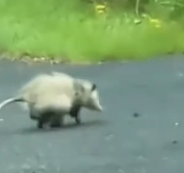 Part2 Animals Rescue #dogrescue #rescuedog #dogsofttiktok #foryoupage #foryou #dogs