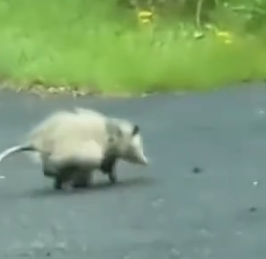 Part2 Animals Rescue #dogrescue #rescuedog #dogsofttiktok #foryoupage #foryou #dogs