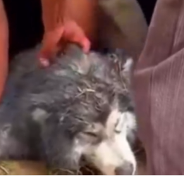 Part2 Animals Rescue #dogrescue #rescuedog #dogsofttiktok #foryoupage #foryou #dogs