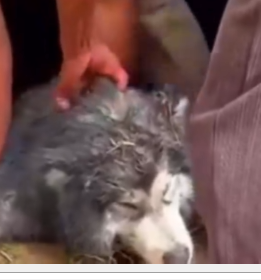 Part2 Animals Rescue #dogrescue #rescuedog #dogsofttiktok #foryoupage #foryou #dogs