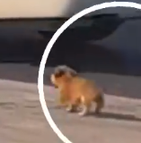 Part2 Animals Rescue #dogrescue #rescuedog #dogsofttiktok #foryoupage #foryou #dogs