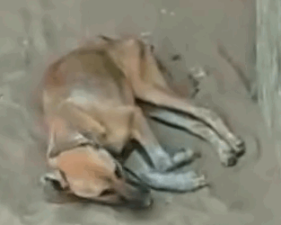 Part2 Animals Rescue #dogrescue #rescuedog #dogsofttiktok #foryoupage #foryou #dogs