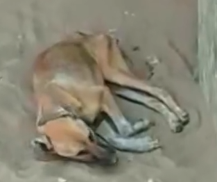 Part2 Animals Rescue #dogrescue #rescuedog #dogsofttiktok #foryoupage #foryou #dogs