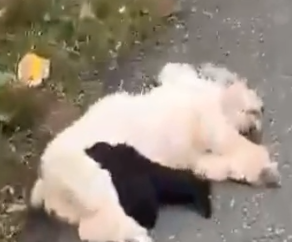 Part2 Animals Rescue #dogrescue #rescuedog #dogsofttiktok #foryoupage #foryou #dogs