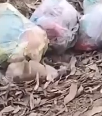 Part2 Animals Rescue #dogrescue #rescuedog #dogsofttiktok #foryoupage #foryou #dogs