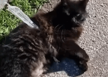 Part2 Animals Rescue #dogrescue #rescuedog #dogsofttiktok #foryoupage #foryou #dogs