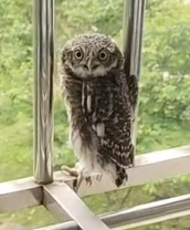 Part2 Animals Rescue #dogrescue #rescuedog #dogsofttiktok #foryoupage #foryou #dogs