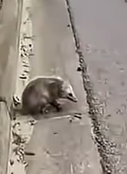 Part2 Animals Rescue #dogrescue #rescuedog #dogsofttiktok #foryoupage #foryou #dogs