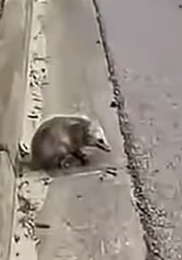 Part2 Animals Rescue #dogrescue #rescuedog #dogsofttiktok #foryoupage #foryou #dogs