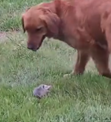 Part2 Animals Rescue #dogrescue #rescuedog #dogsofttiktok #foryoupage #foryou #dogs