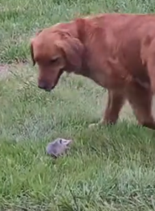 Part2 Animals Rescue #dogrescue #rescuedog #dogsofttiktok #foryoupage #foryou #dogs