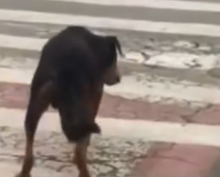 Part2 Animals Rescue #dogrescue #rescuedog #dogsofttiktok #foryoupage #foryou #dogs