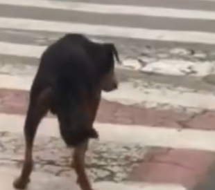 Part2 Animals Rescue #dogrescue #rescuedog #dogsofttiktok #foryoupage #foryou #dogs