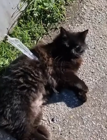 Part2 Animals Rescue #dogrescue #rescuedog #dogsofttiktok #foryoupage #foryou #dogs