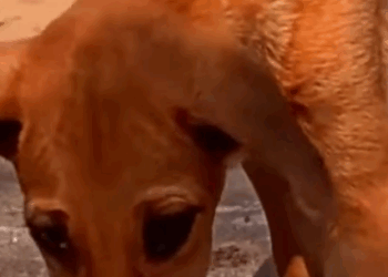 Part2 Animals Rescue #dogrescue #rescuedog #dogsofttiktok #foryoupage #foryou #dogs