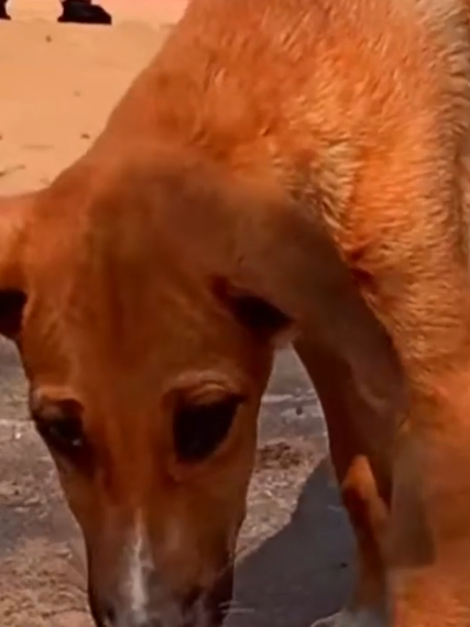 Part2 Animals Rescue #dogrescue #rescuedog #dogsofttiktok #foryoupage #foryou #dogs