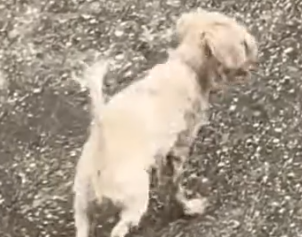 Part2 Animals Rescue #dogrescue #rescuedog #dogsofttiktok #foryoupage #foryou #dogs