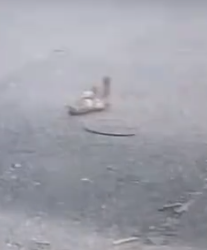 Part2 Animals Rescue #dogrescue #rescuedog #dogsofttiktok #foryoupage #foryou #dogs