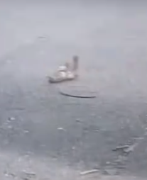 Part2 Animals Rescue #dogrescue #rescuedog #dogsofttiktok #foryoupage #foryou #dogs