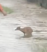 Part2 Animals Rescue #dogrescue #rescuedog #dogsofttiktok #foryoupage #foryou #dogs