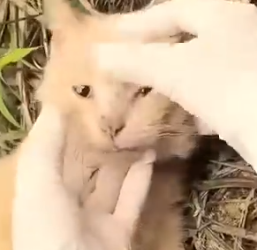 Part2 Animals Rescue #dogrescue #rescuedog #dogsofttiktok #foryoupage #foryou #dogs